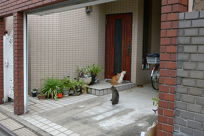 街のねこたち