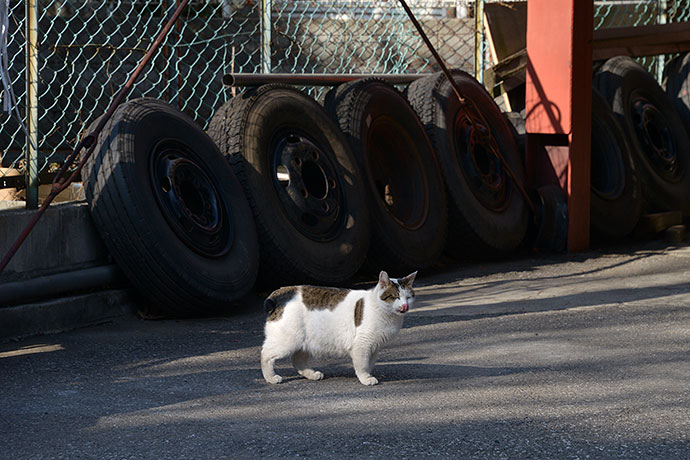 街のねこたち