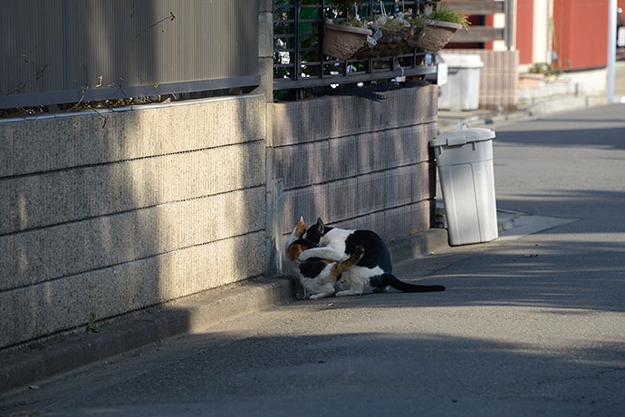 街のねこたち