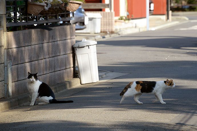 街のねこたち