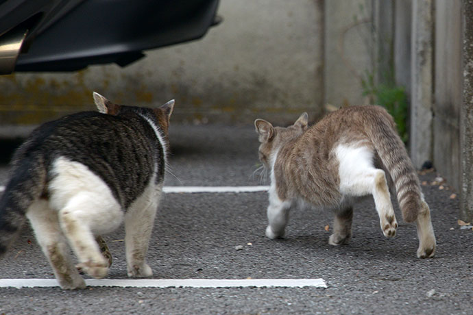 街のねこたち