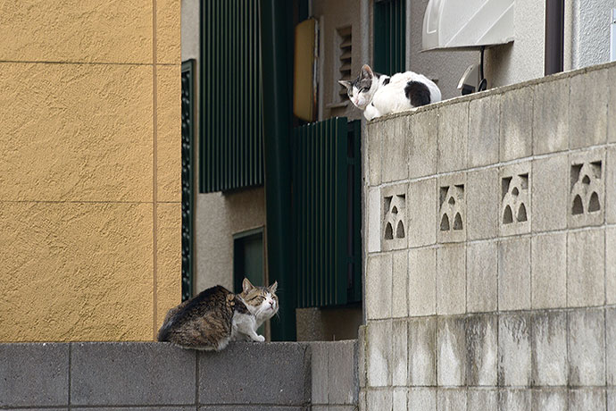 街のねこたち