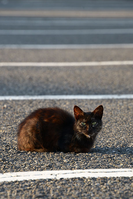 街のねこたち