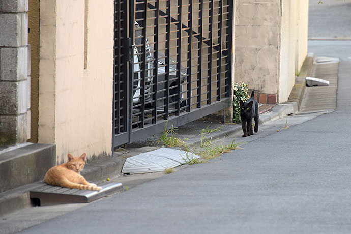 街のねこたち