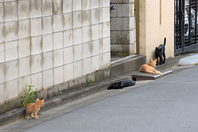 街のねこたち
