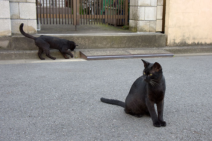 街のねこたち