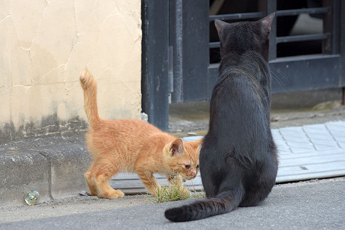 街のねこたち