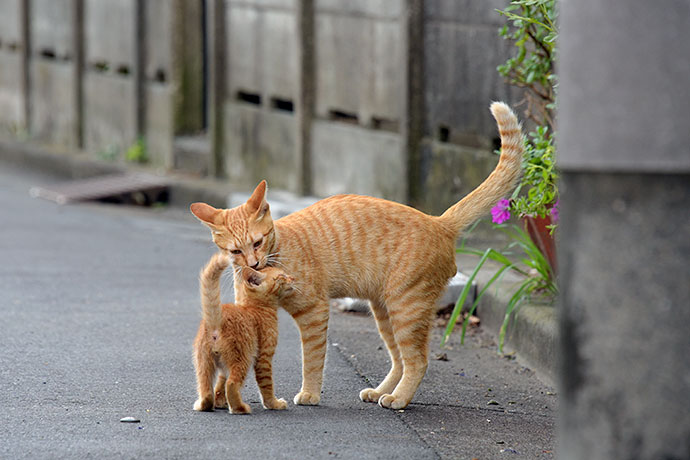 街のねこたち
