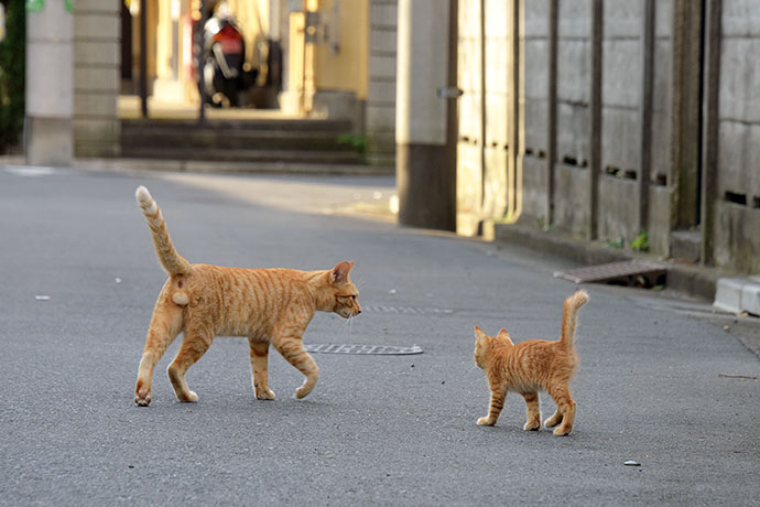 街のねこたち