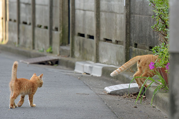 街のねこたち