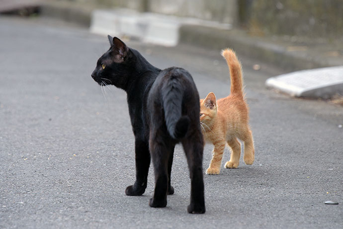 街のねこたち