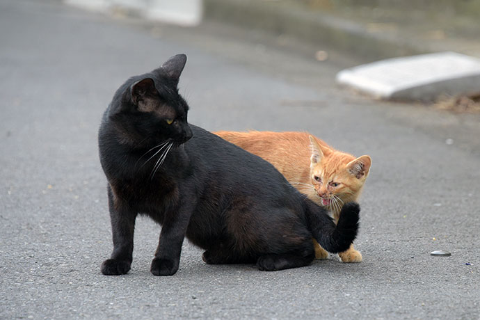 街のねこたち