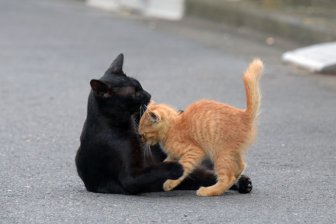 街のねこたち