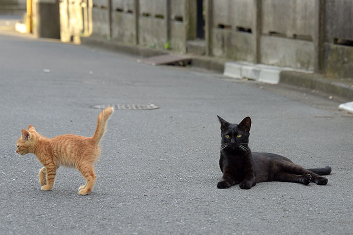 街のねこたち