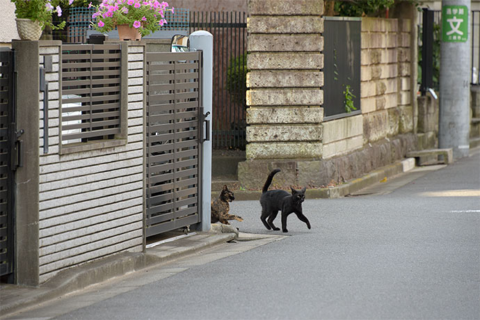 街のねこたち