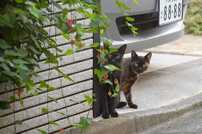 街のねこたち