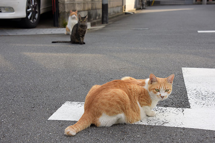 街のねこたち