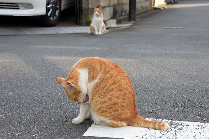 街のねこたち