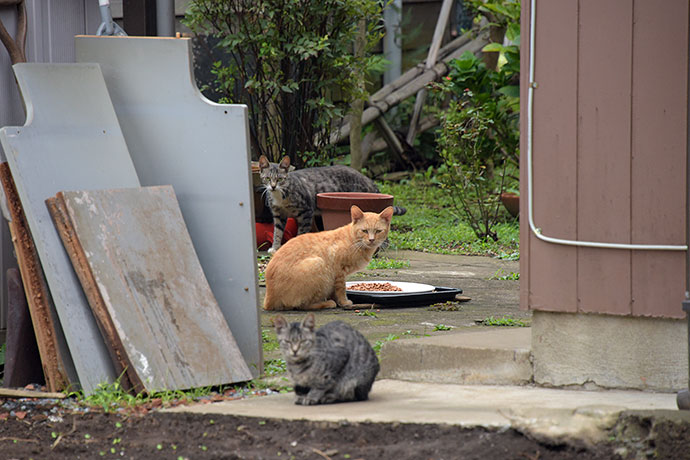 街のねこたち