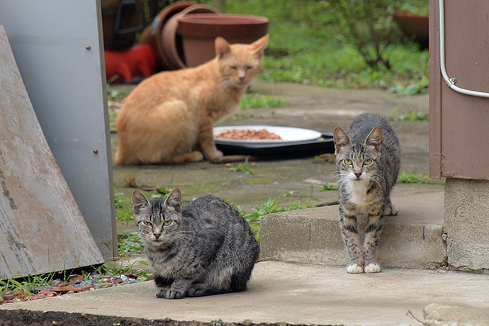 街のねこたち