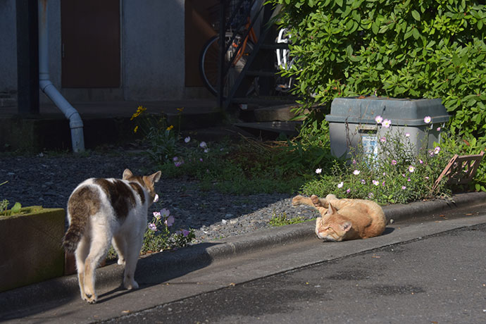 街のねこたち
