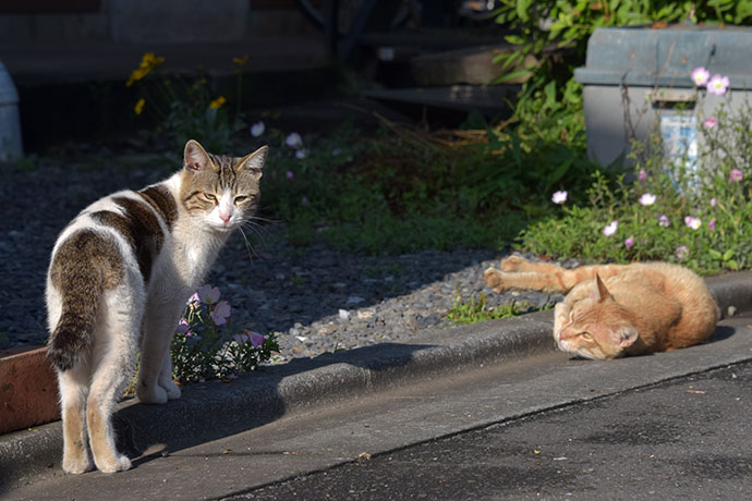 街のねこたち