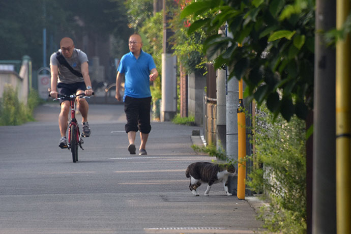 街のねこたち
