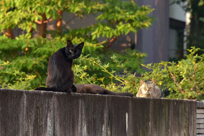 街のねこたち