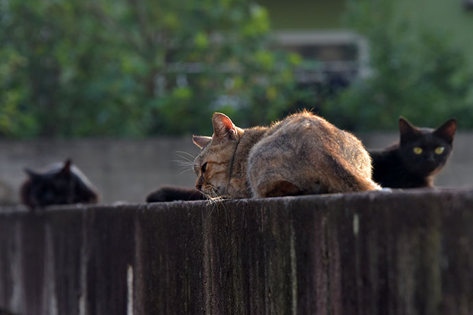 街のねこたち