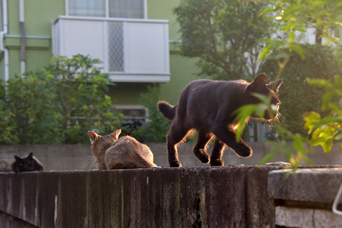 街のねこたち
