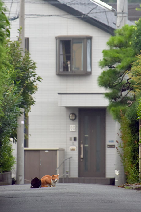 街のねこたち