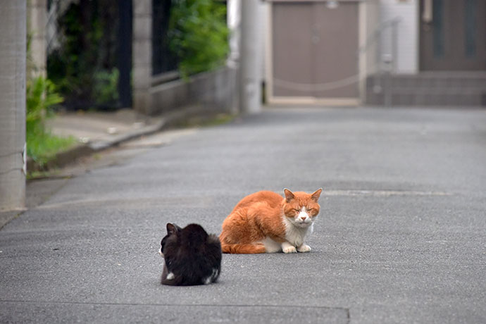 街のねこたち