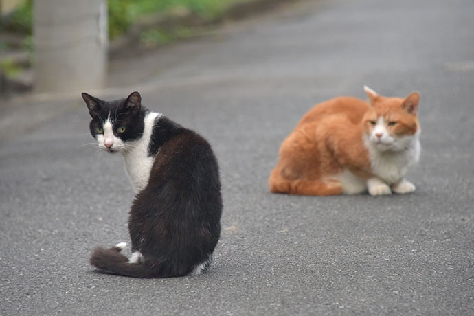 街のねこたち