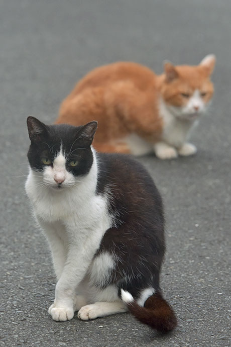 街のねこたち
