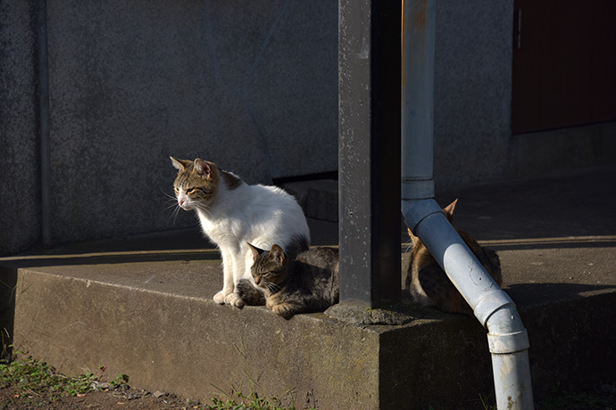 街のねこたち