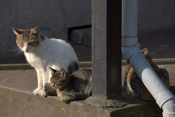 街のねこたち