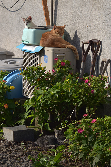 街のねこたち
