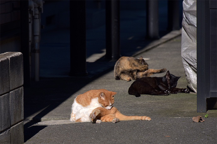 街のねこたち