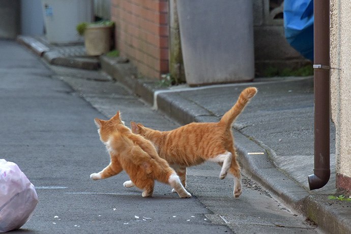 街のねこたち