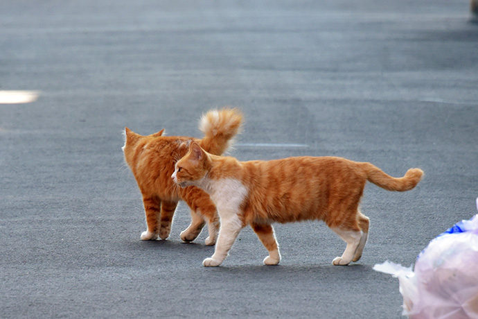 街のねこたち