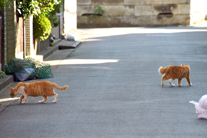 街のねこたち