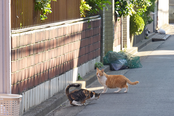 街のねこたち