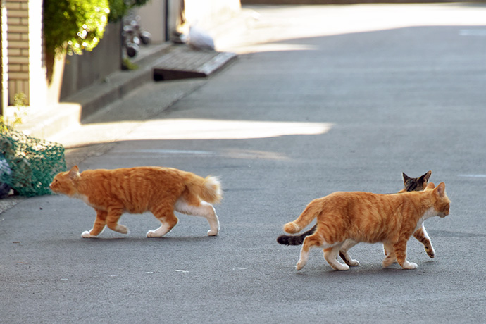 街のねこたち