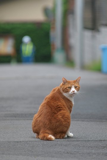 街のねこたち