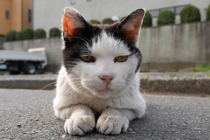街のねこたち