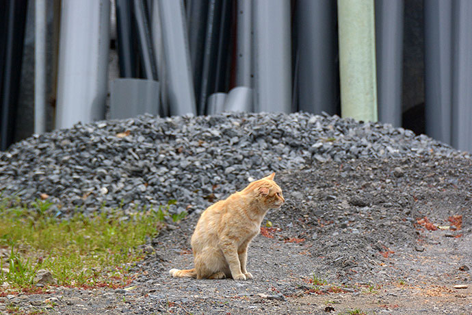 街のねこたち