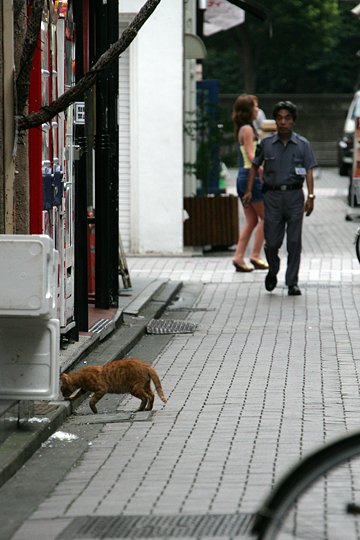 街のねこたち