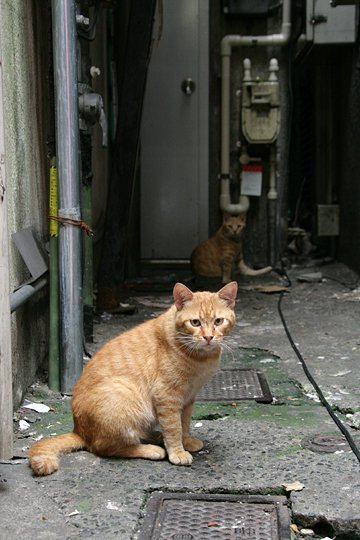 街のねこたち