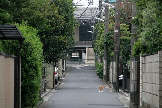 街のねこたち