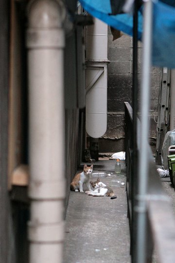 街のねこたち